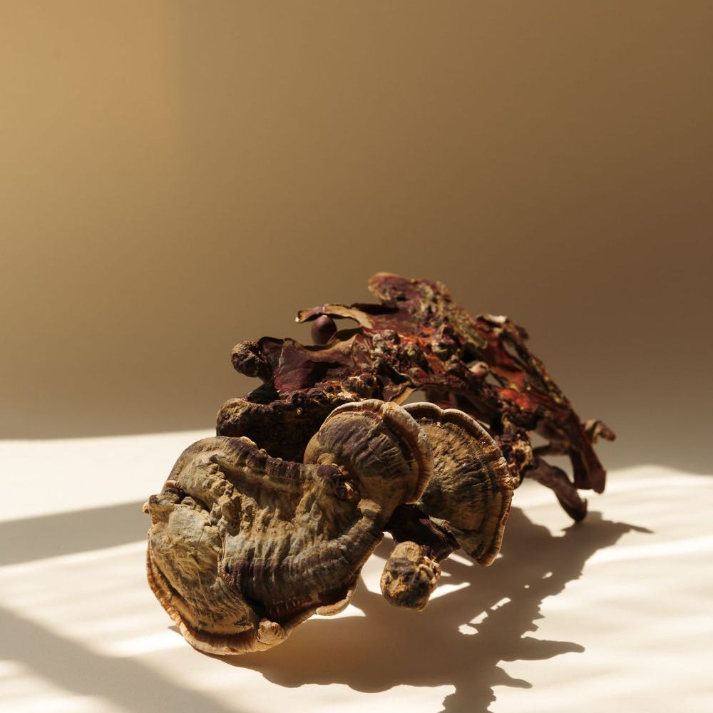 Chaga: el hongo antioxidante clave para la energía y el equilibrio celular