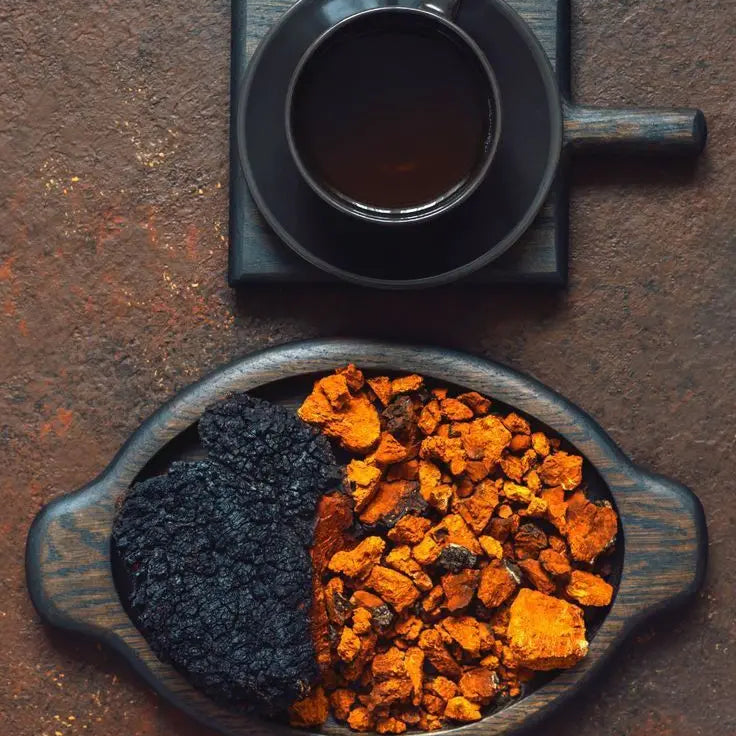 Chaga: el hongo antioxidante clave para la energía y el equilibrio celular - Fong