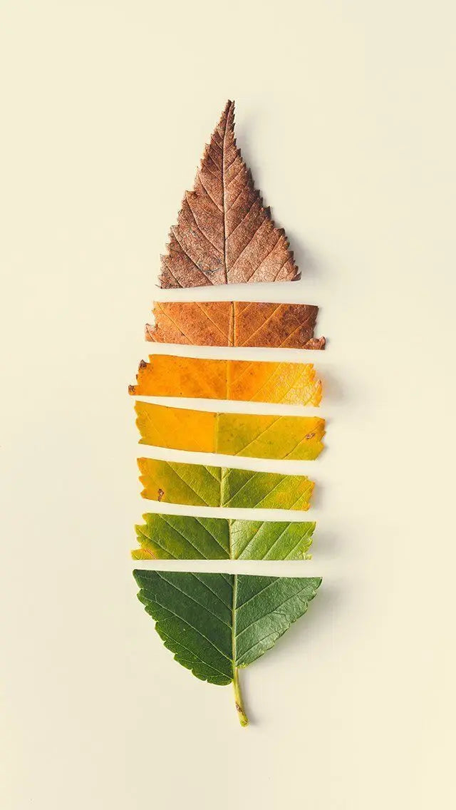 Cómo influyen los cambios de estación en la microbiota - Fong