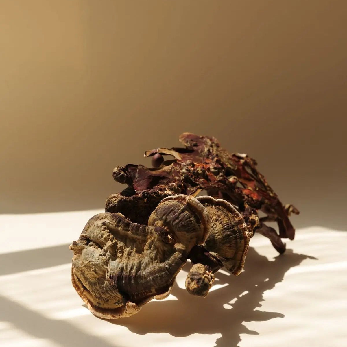 Reishi: ayuda para el estrés y el sistema inmunitario