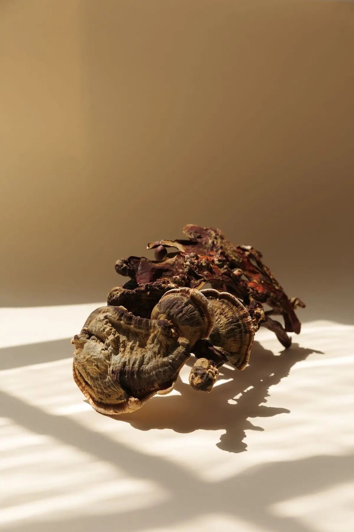 Reishi: ayuda para el estrés y el sistema inmunitario