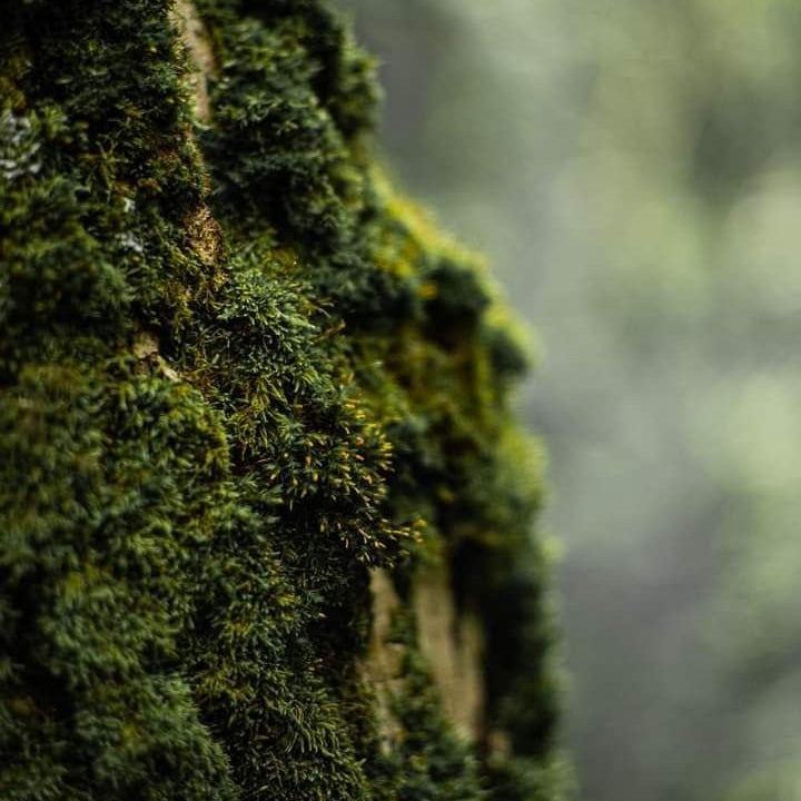 Adaptógenos vs nootrópicos: diferencias y cuándo usarlos - Fong