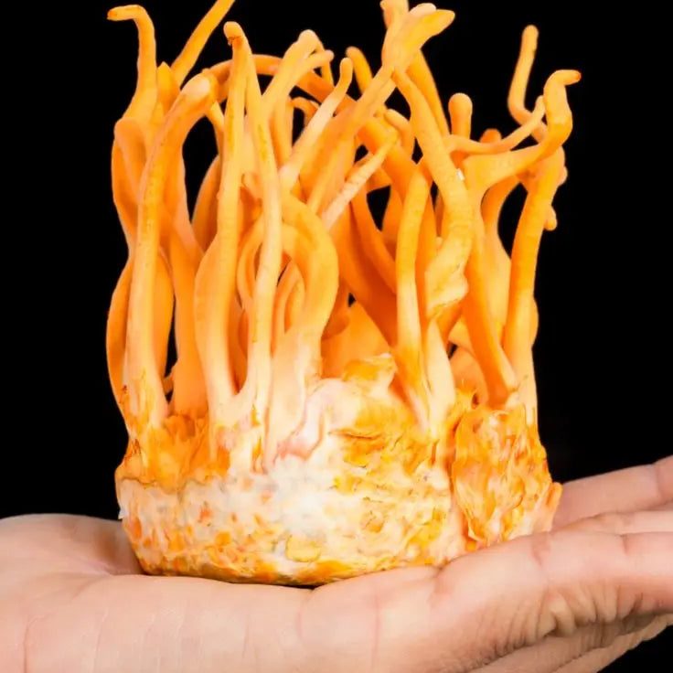 Cordyceps vs café: ¿qué aporta más energía real? - Fong