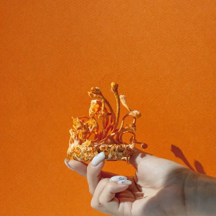 Qué es el Cordyceps y para qué sirve - Fong